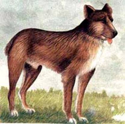 лангедокская пастушья собака, фото