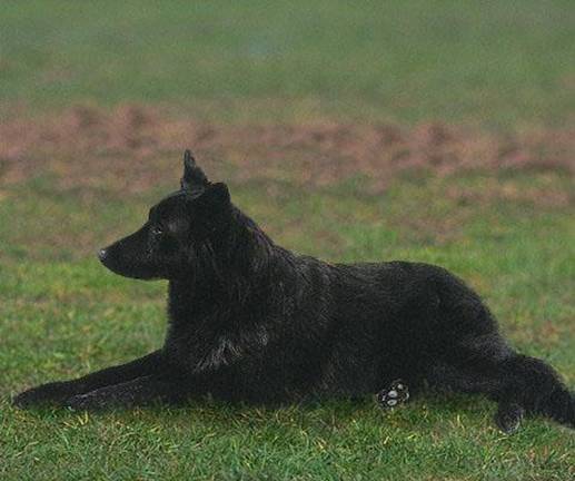 http://dog.adgth.ru/breed/hollandse_herdershond.files/image003.jpg