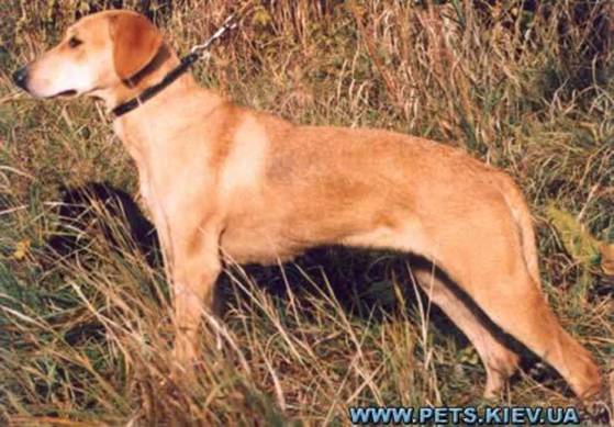 http://dog.adgth.ru/breed/russkaja_gontchaja.files/image003.jpg