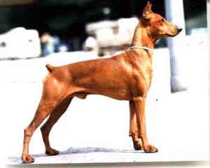 Порода Собак Немецкий Пинчер Фото