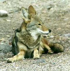 койот, луговой волк (Canis latrans), фото, фотография